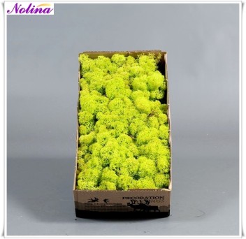 Исландски Мъх * 500 гр. ~ SPRING GROEN